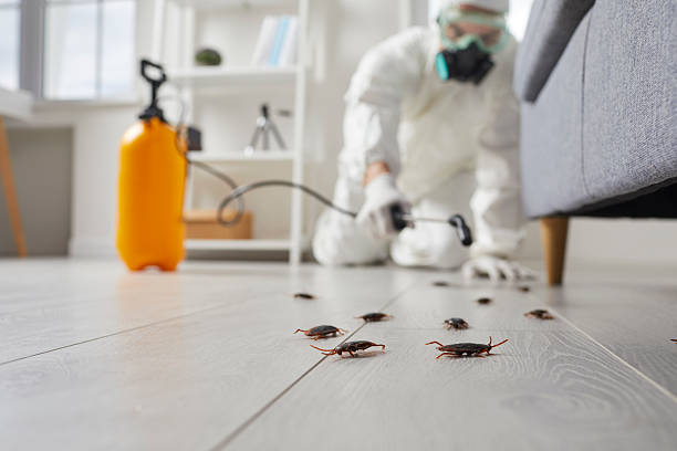 Post-Treatment Bed Bug Interceptor Monitoring in Centereach